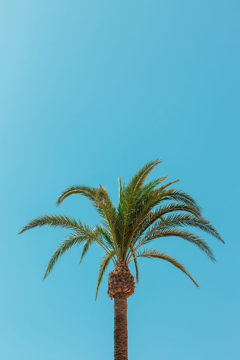 Palm, tree, leaves, minimalism, tropics, HD phone wallpaper | Peakpx