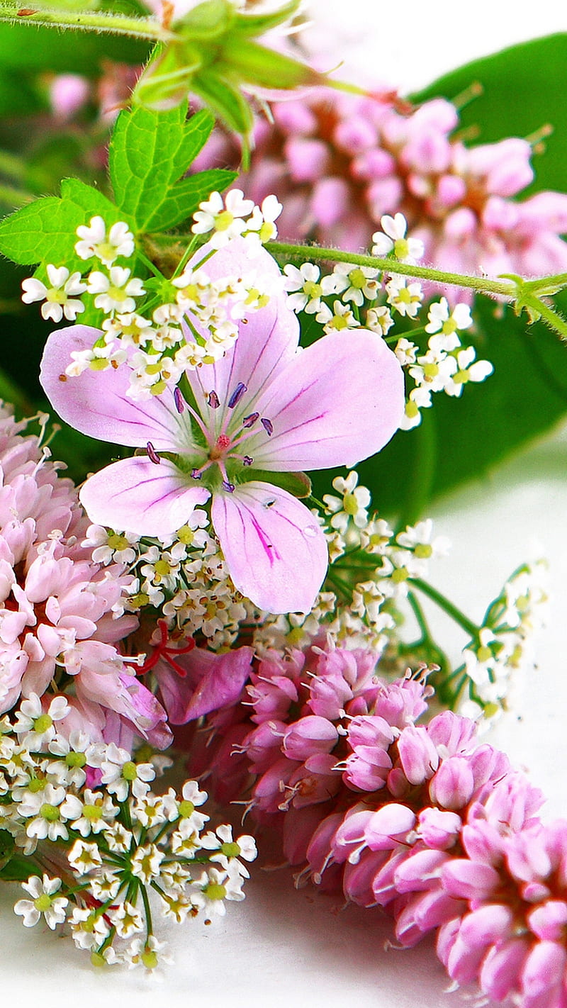 Blossom flower , pink, background, leaf, colorful, HD phone wallpaper