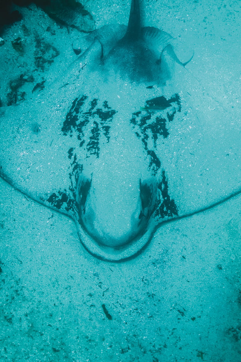 stingrays swimming wallpaper