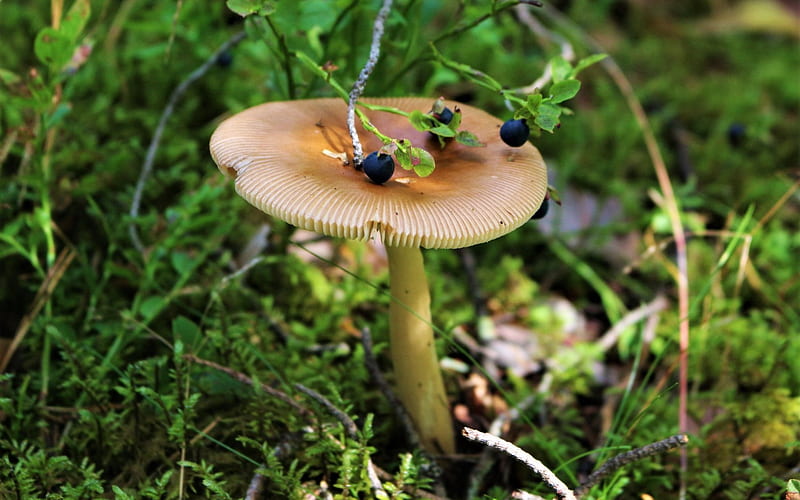 Mushroom and Bilberries, Latvia, mushroom, nature, bilberries, HD wallpaper