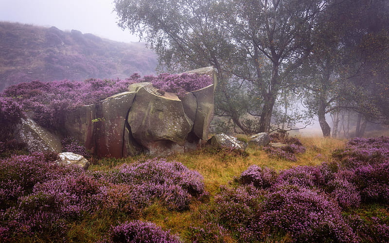 Earth, Rock, England, Flower, Heather, Peak District National Park, Tree, HD wallpaper