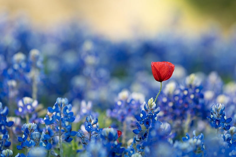 Spring, red, poppy, flower, one, skin, field, blue, HD wallpaper