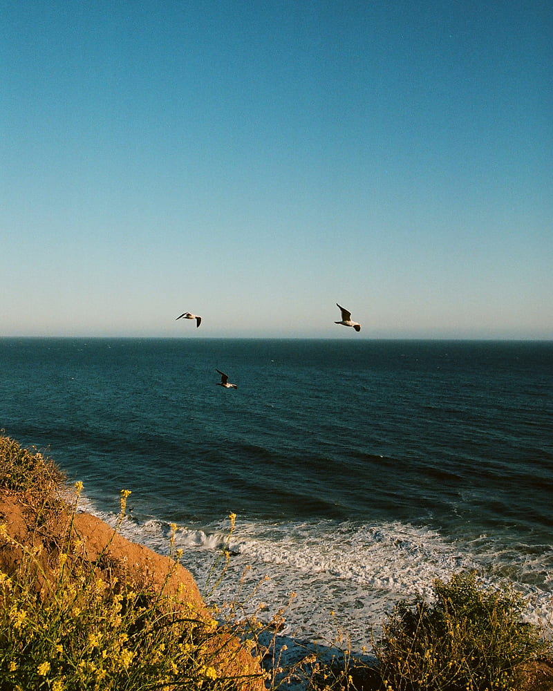 seagulls, birds, sea, flowers, waves, HD phone wallpaper