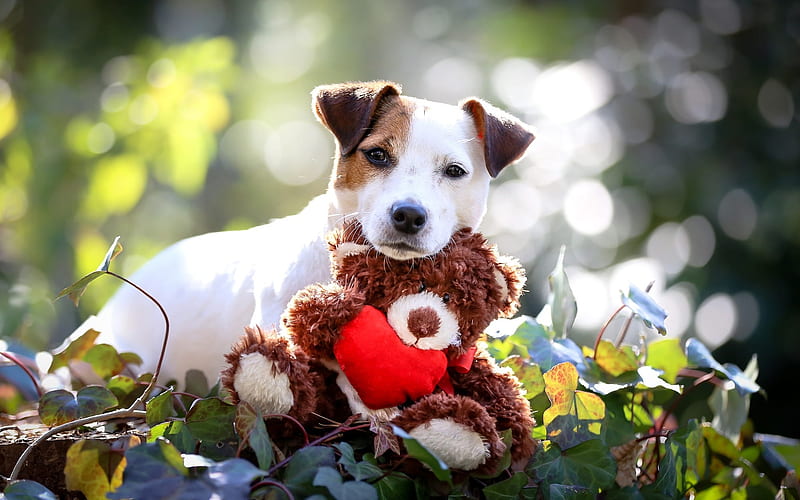 Jack Russell Terrier Dog, toy, pets, puppy, dogs, cute animals, Jack Russell Terrier, HD wallpaper