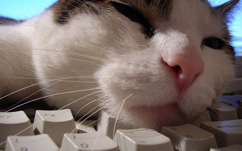 Computer cat, pretty, bonito, sweet, beauty, face, animals, lovely, kitty, cat, sleeping, cat face, hat, cute, paws, computer, cats, kitten, HD wallpaper