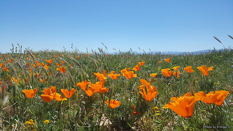 It's Poppy Time, Poppy, Lancaster, Sky, California, flowers, field, Nature, HD wallpaper