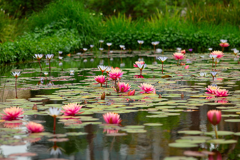 Flowers, Lotus, Flower, Pink Flower, Pond, Water, HD wallpaper