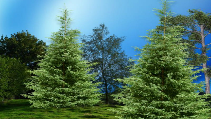 ~*~ Pine Tree ~*~, , forests, blue sky, trees, pine tree, HD wallpaper