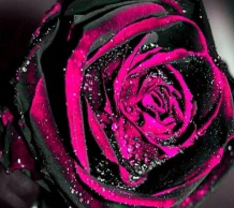 Rosa bicolor, fiusha, bonita, encantadora, negro, bonito, gotas, abstracto,  púrpura, Fondo de pantalla HD | Peakpx