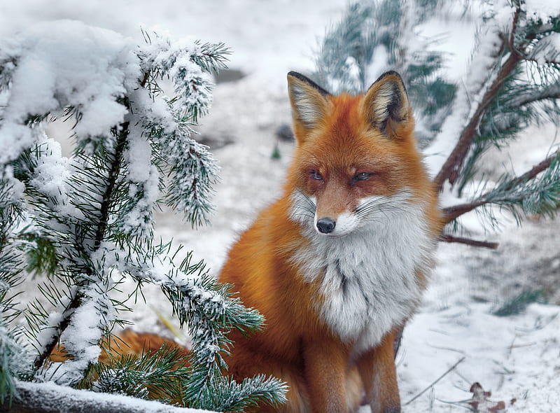 Animal, Fox, Wildlife, HD wallpaper