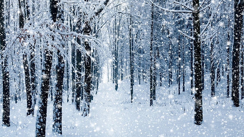 Cold Snow Day, forest, soft, trees, weather, winter, cold, snowing, snow, blue, HD wallpaper