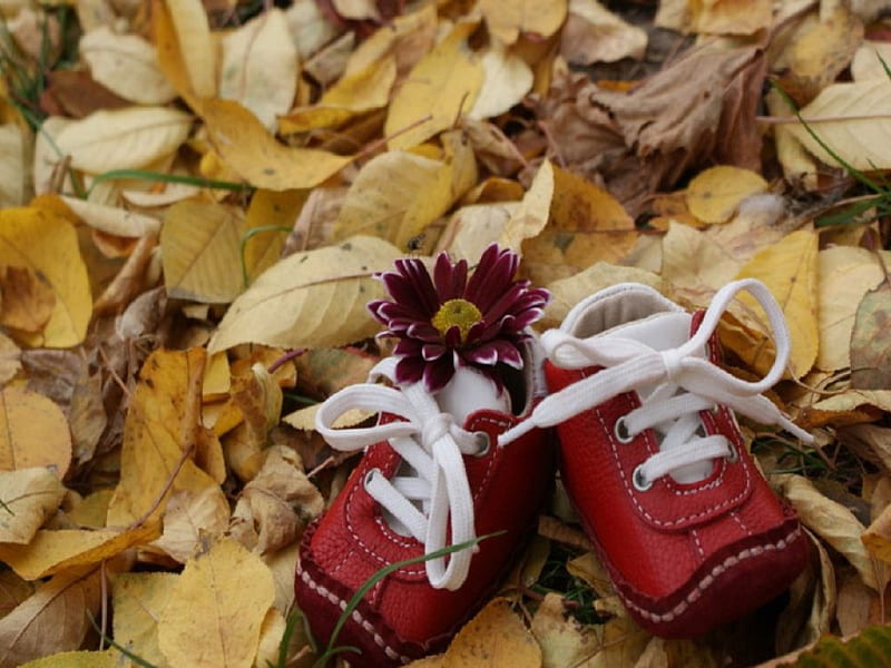 Autumn, tennis shoes, leaves, flower, autumn leaves, baby shoes, sweet, HD wallpaper