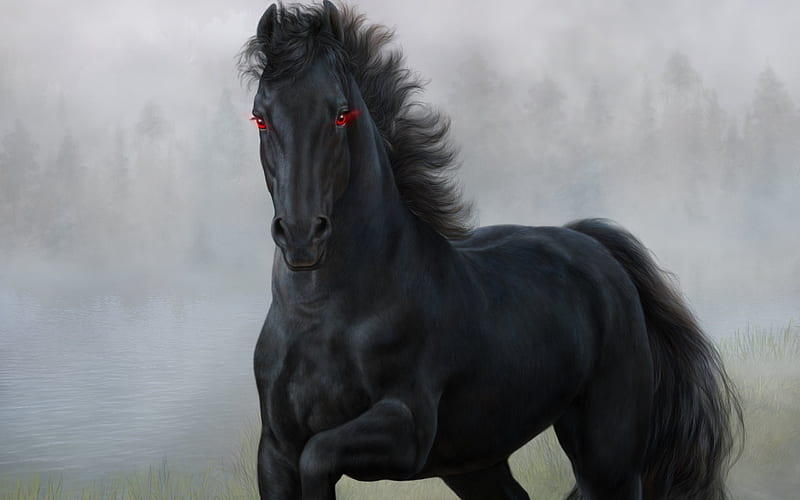 black horse, horse drawn, horse, HD wallpaper