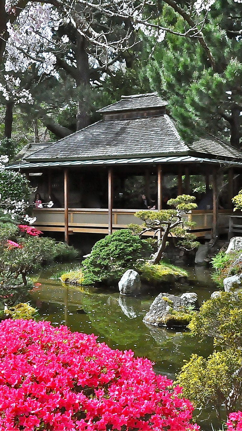 Tea House, ceremony, chanoyu, chashitsu, garden, gatherings, japanese, tradition, HD phone wallpaper