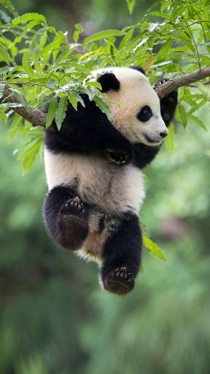 Just Hangin, baby panda, HD phone wallpaper | Peakpx