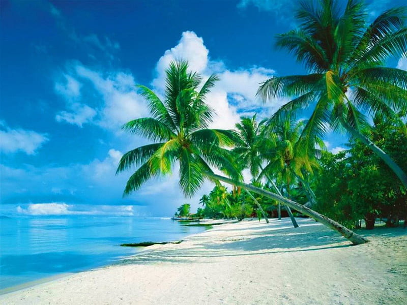 Bora Bora beach, pretty, shade, bonito, clouds, sea, palm trees, beach, nice, Bora Bora, pasific, rest, vacation, exotic, lovely, holiday, ocean, relax, sky, palms, summer, nature, sands, HD wallpaper