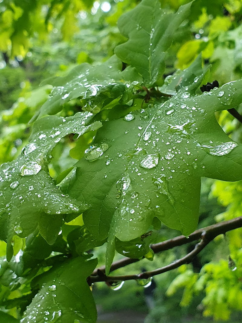 After the rain, calming, green, leaf, leaves, nature, rain drops, relax, water, HD phone wallpaper