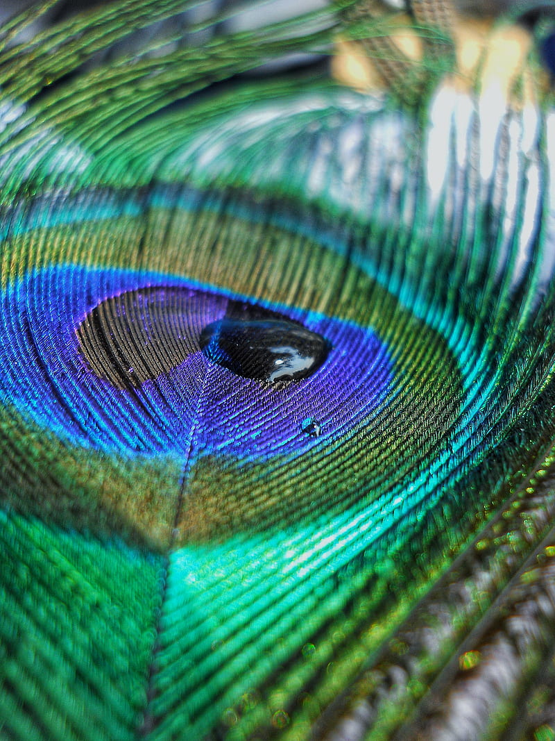 4K free download | Peacock feather, feathers, inspiration, macro ...
