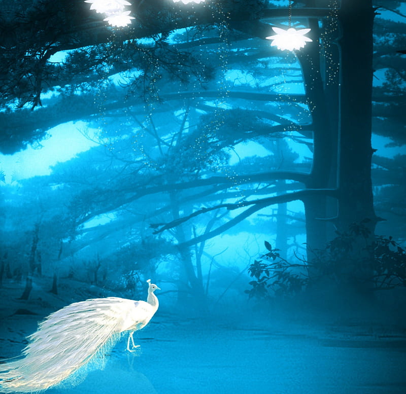 ★Elegant White Peacock★, lotus, softness beauty, bonito, sweet, fantasy, stock , exterior, flowers, forests, resources, blue, lovely, blue dreams, colors, love four seasons, lilies, creative pre-made, hanging, trees, cool, plants, backgrounds, nature, beloved valentines, HD wallpaper