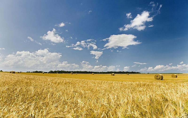 Autumn Wheat Field Under Blue Sky 01, HD wallpaper