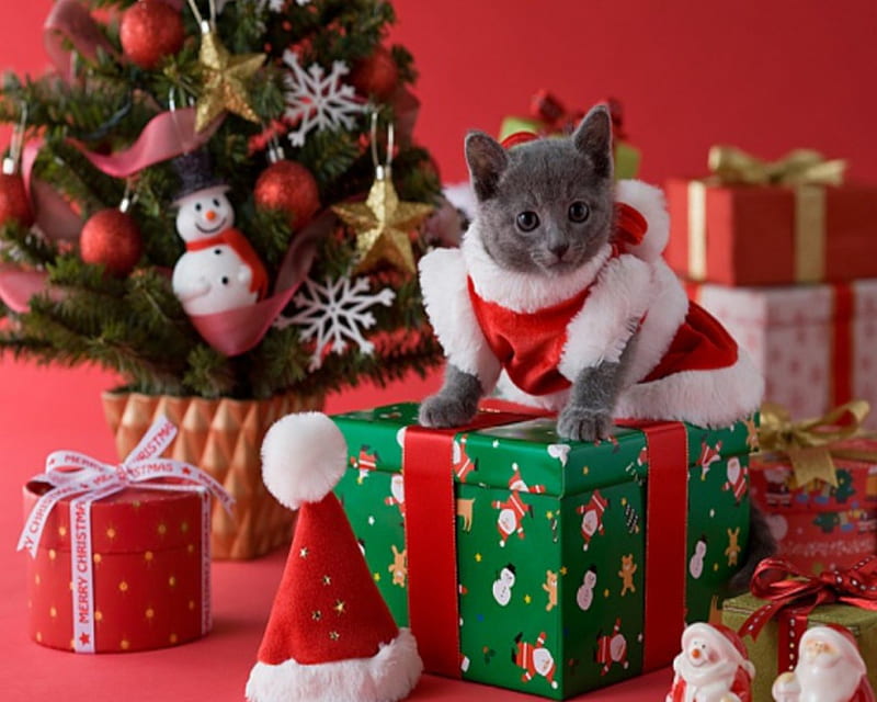 HD cat dress in santa wallpapers Peakpx