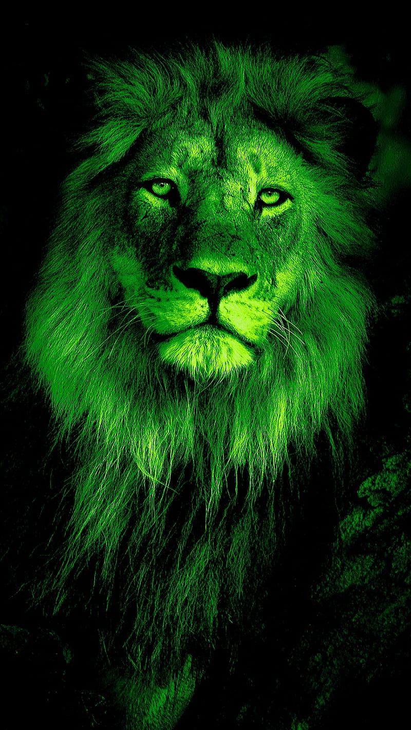 Lion Criskeen, animals, brave, calm, dark, face, green, king, land, power, HD phone wallpaper