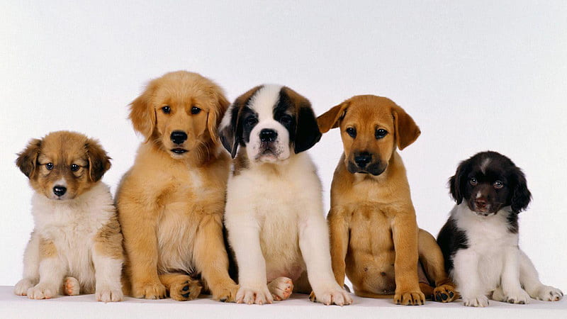 Bunch Of Different Puppies On White Floor In White Background Animals, HD  wallpaper | Peakpx