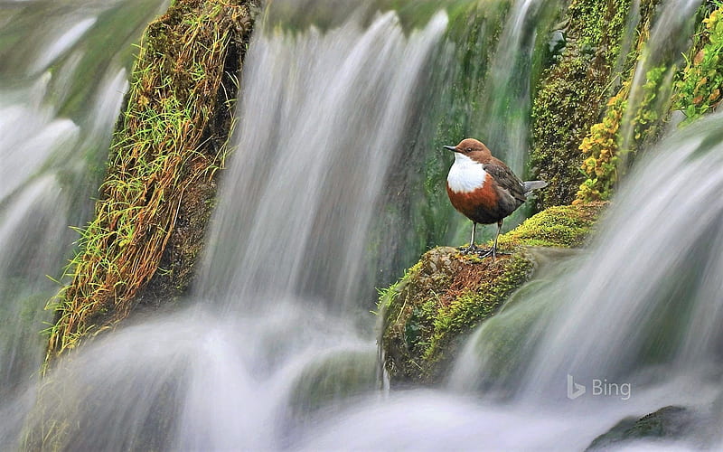 White-throated Dipper by Waterfalls, Waterfalls, Nature, Animals, Birds, HD wallpaper