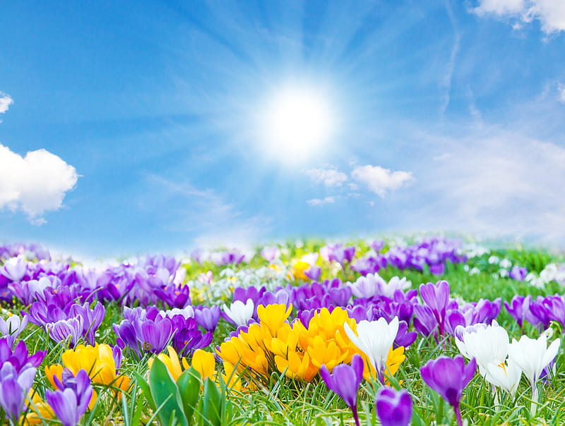 Spring Crocus, sun, crocus, grass, crocuses, sky, clouds, rays, sun rays, Spring, meadow, HD wallpaper