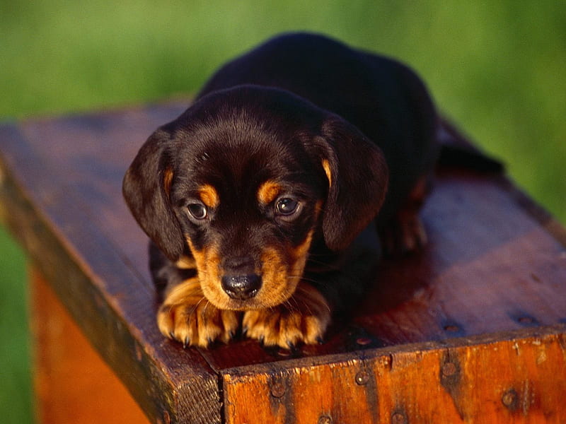 American Black and Tan Coonhound puppy, coolhound, puppy, HD wallpaper