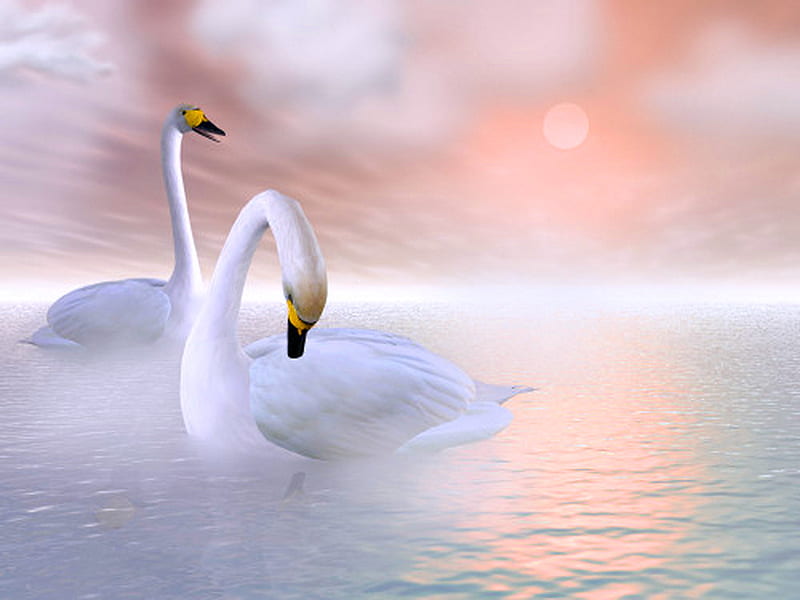 Pastel waters, water, sunset, reflections, white, clouds, swans, pair, HD wallpaper