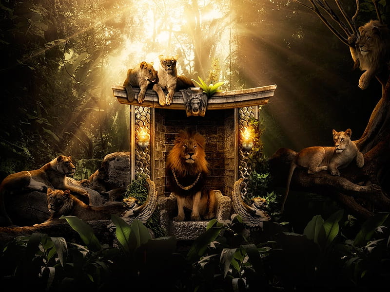 Lion King, cool, tame, group, HD wallpaper