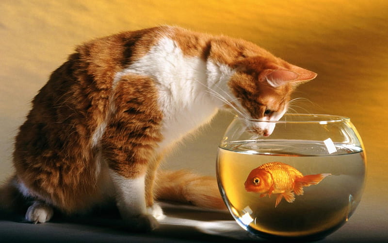 dont you dare paws off, cute, fish, adorable, funny, cat, HD wallpaper