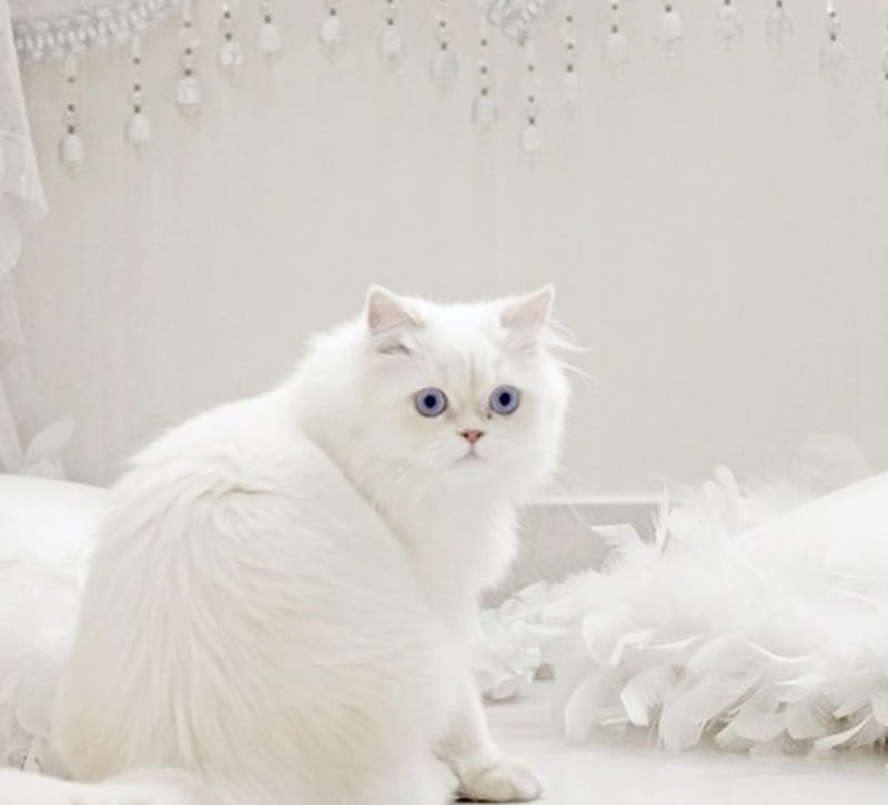 white and fluffy, cute, white, kitten, fluffy, HD wallpaper