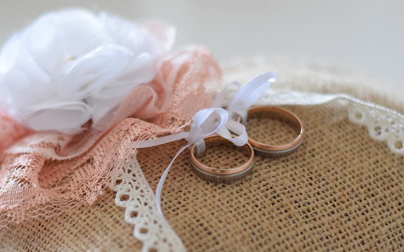 wedding rings, gold rings, white silk bow, white rose, wedding concepts, HD wallpaper
