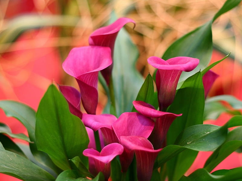 Pink Calla Lilies, blush, lilies, bouquet, plants, calla, bright, flowers, nature, pink, HD wallpaper