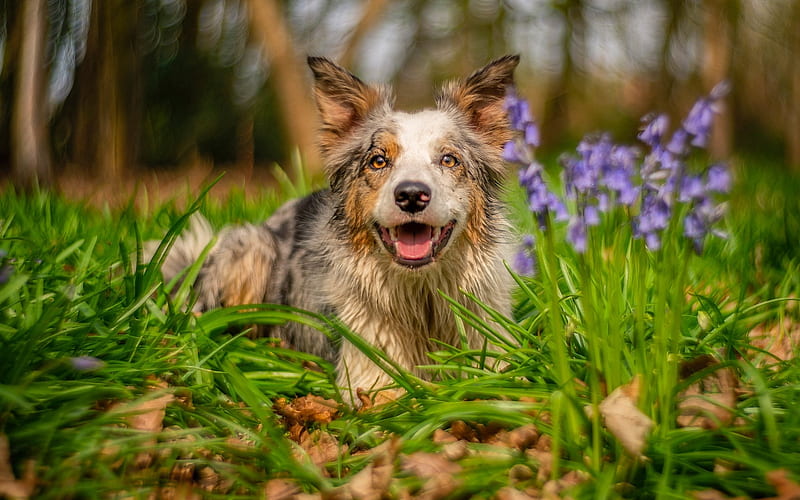Smiling Dog, flowers, smiling, bluebells, dog, HD wallpaper