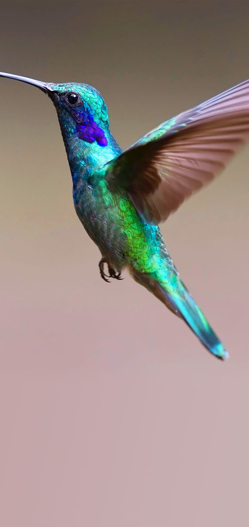 Humming Bird 4, bird, humming, purple, HD phone wallpaper