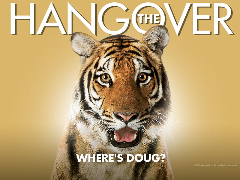 the hangover, tiger, movie, HD wallpaper