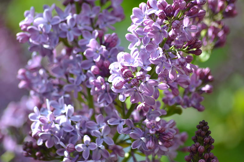 Purple lilac, lilac, purple, may, flower, spring, HD wallpaper | Peakpx