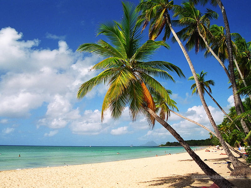 Martinique Beach, vacation, sun, bonito, sky, clouds, palm trees, beach, sand, tropical, blue, HD wallpaper
