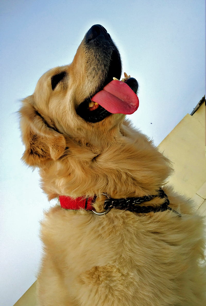 Dog , breed, cream colour, dogs, golden retriever, loyalty, HD phone wallpaper