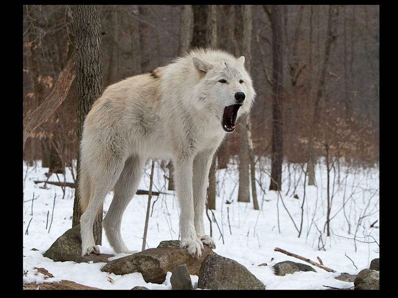 The Howling, canislupus, black, saying, timber, wolf, wolves, white, wisdom, HD wallpaper
