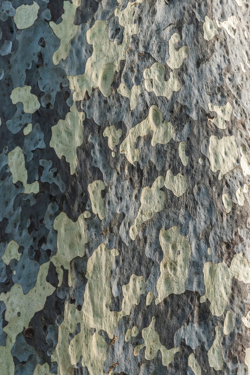 bark, tree, wooden, texture, pattern, HD phone wallpaper
