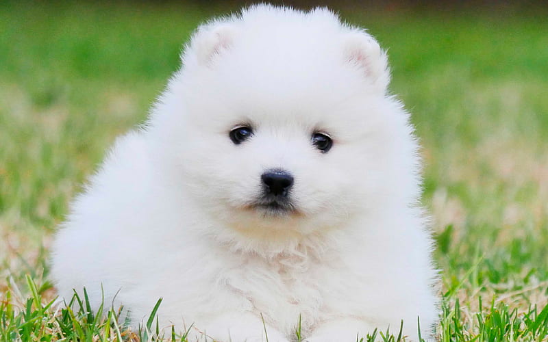 Japanese Spitz White Fluffy Dog Puppy Green Grass Decorative Dogs Pet Cats Hd Wallpaper Peakpx