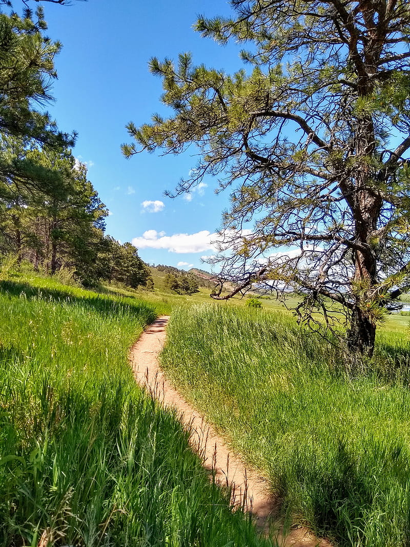 Trail, biking, colorado, fort collins, green, hiking, land, landscape, natural, nature, HD phone wallpaper