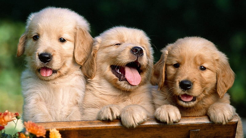 Three Small Brown Puppies Are Sitting On Wooden Bench Puppy, HD wallpaper