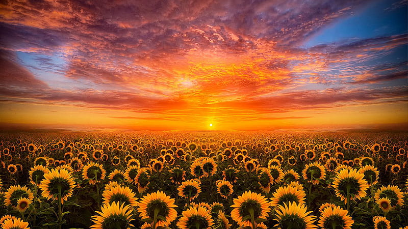 Beautiful Yellow Sunflowers Field During Sunset Under Black Yellow Clouds Blue Sky Sunflower, HD wallpaper