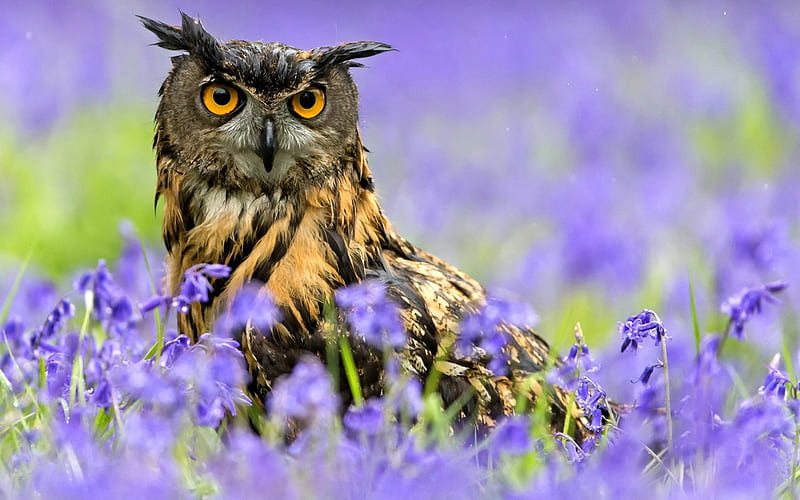 Eagle Owl, flowers, blossoms, raptor, field, blue, HD wallpaper
