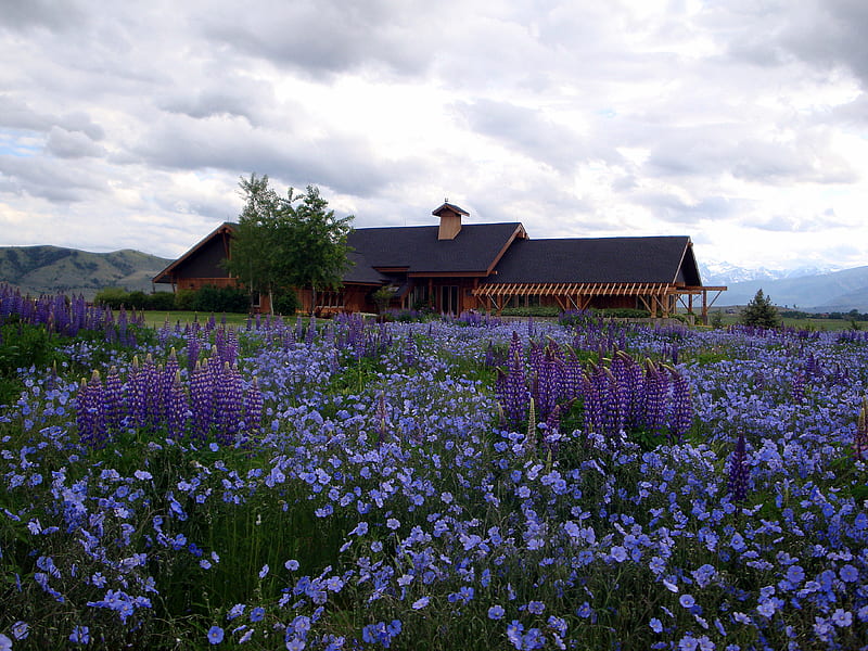 OUTLOOK FIELD, purple, home, fields, lupines, log, HD wallpaper